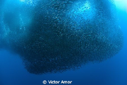Sardines I by Victor Amor 